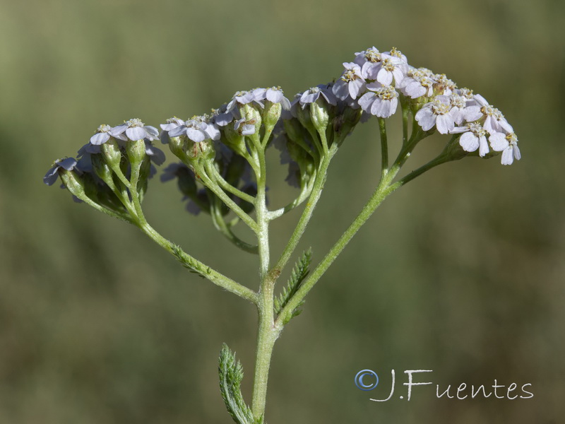 Achillea millefolium.11