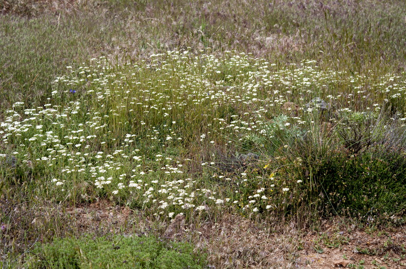 Achillea odorata.01