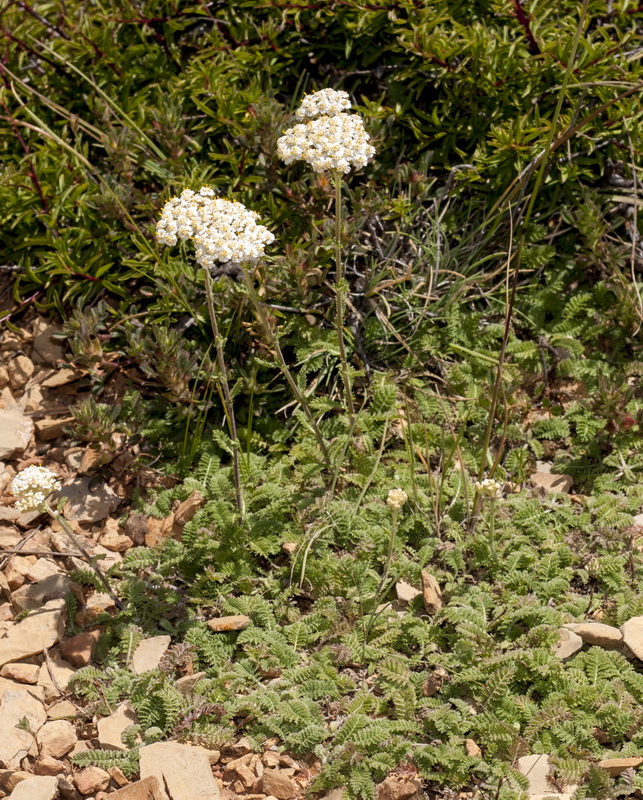 Achillea odorata.02