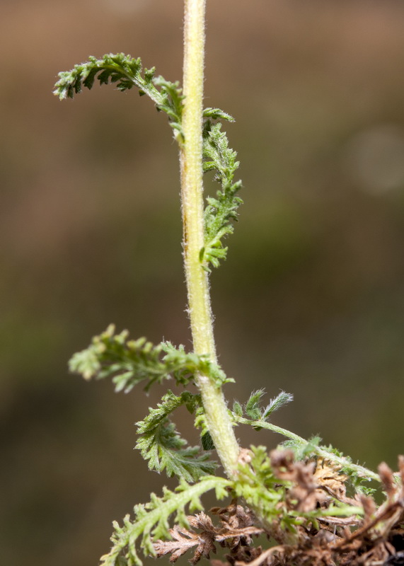 Achillea odorata.03