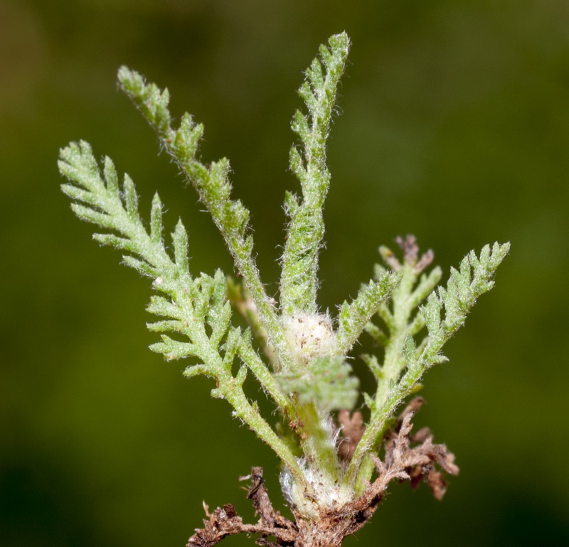 Achillea odorata.05