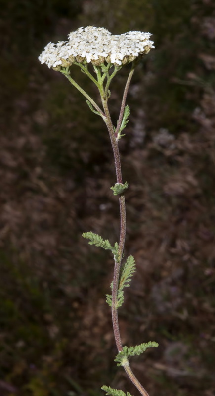 Achillea odorata.06