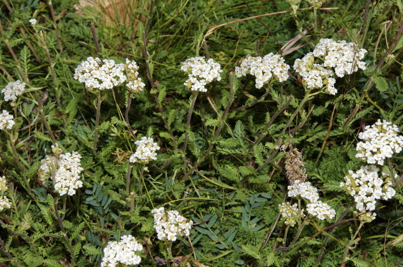 Achillea odorata.07