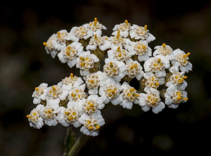 Achillea odorata.09