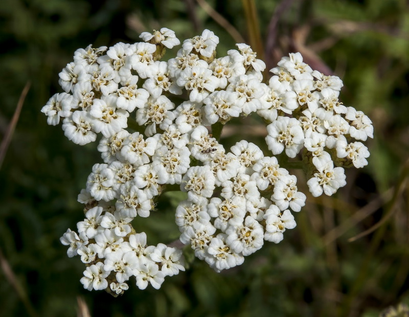 Achillea odorata.12