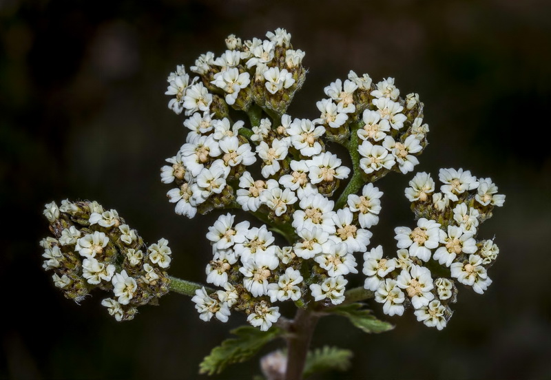 Achillea odorata.13