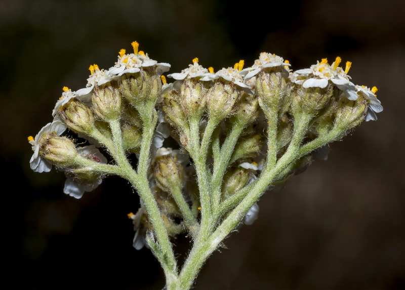 Achillea odorata.15