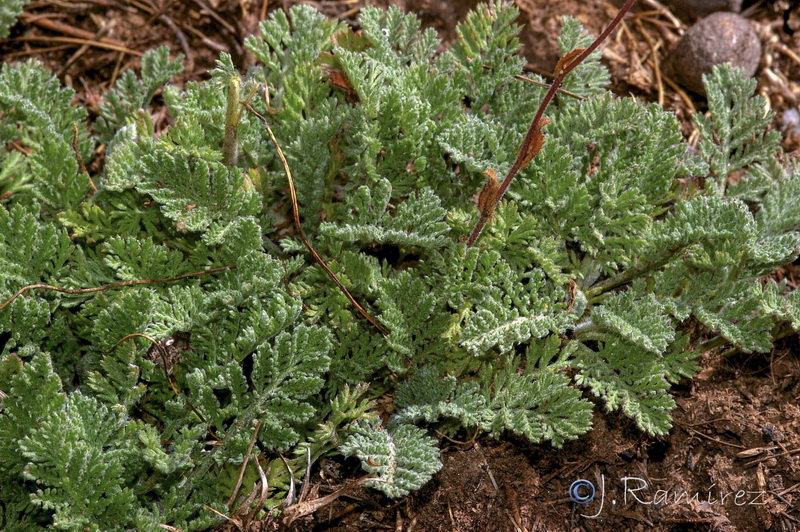 Achillea odorata.16