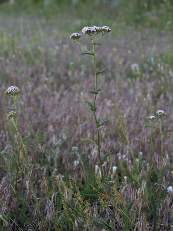 Achillea odorata.17
