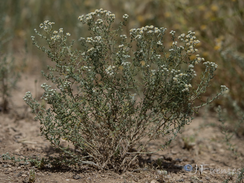 Achillea santolinoide.05