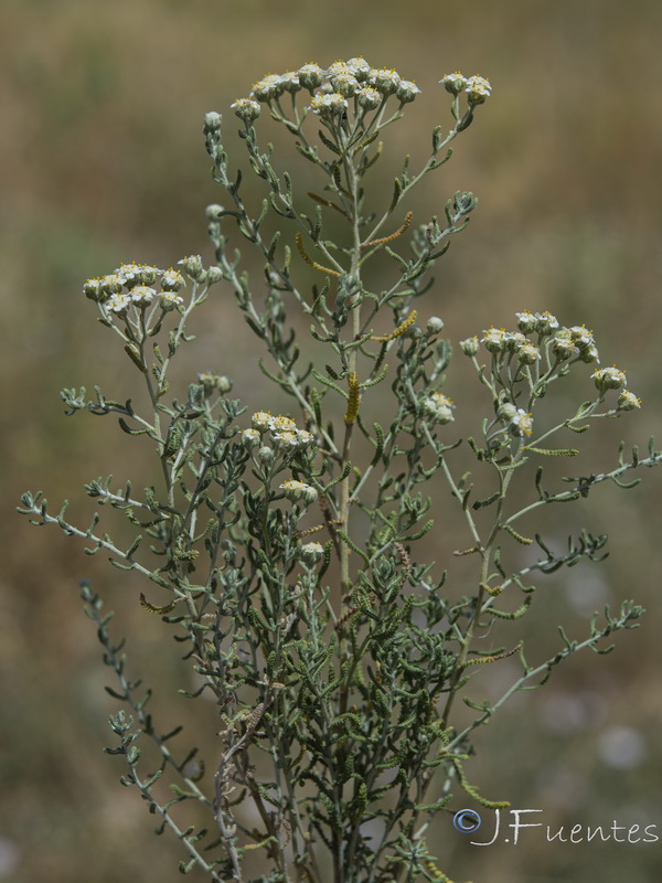 Achillea santolinoide.08