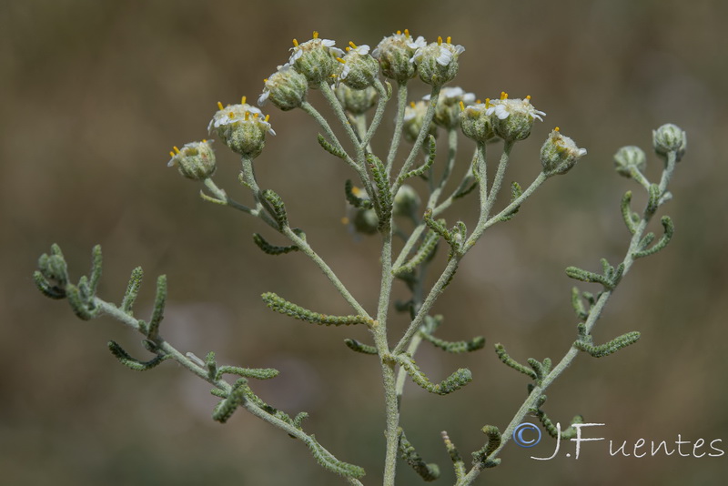 Achillea santolinoide.12