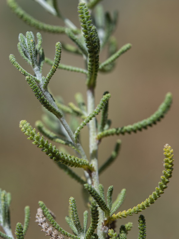 Achillea santolinoide.10