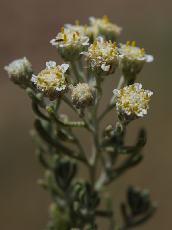 Achillea santolinoides.16