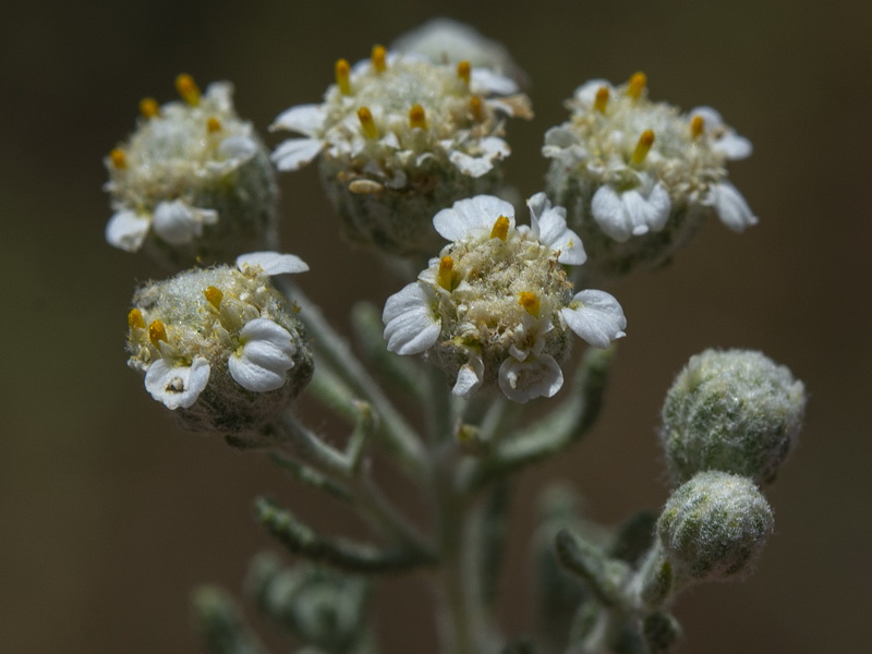 Achillea santolinoides.18