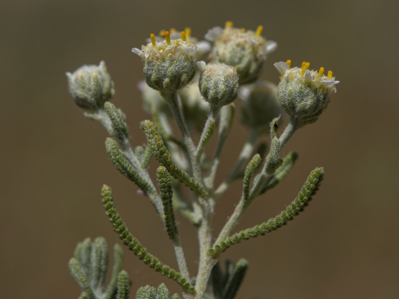 Achillea santolinoides.20