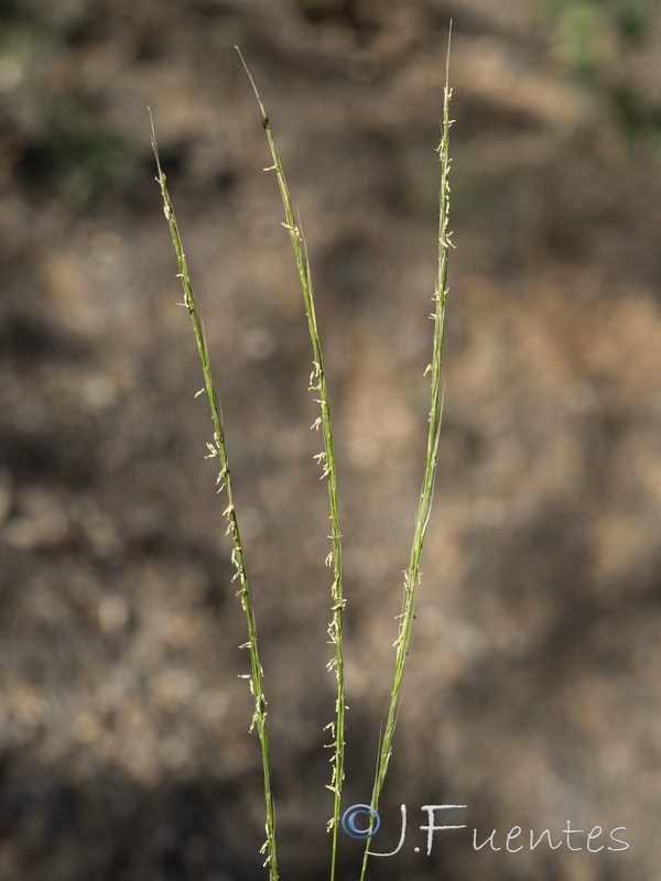 Achnatherum bromoides.01