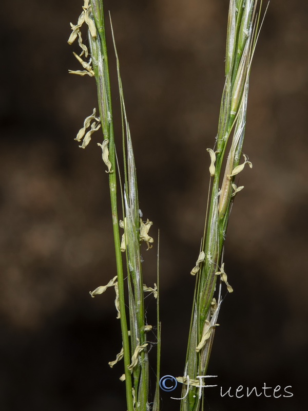 Achnatherum bromoides.02