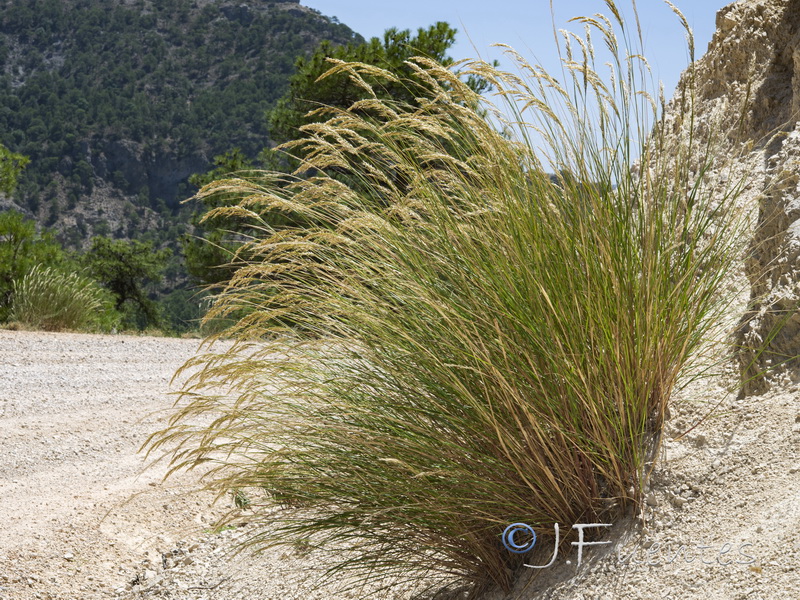 Achnatherum calamagrostis.01