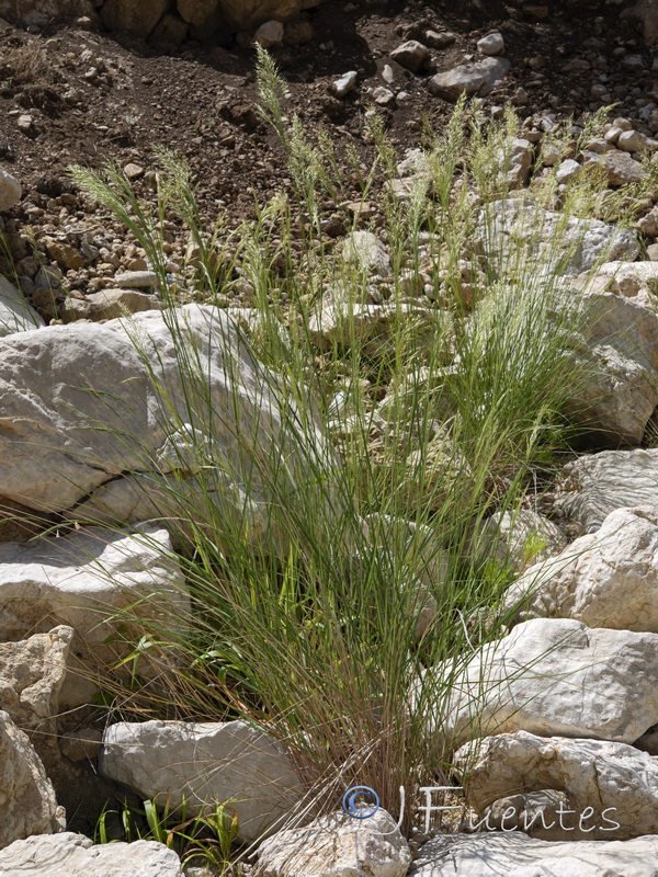 Achnatherum calamagrostis.03