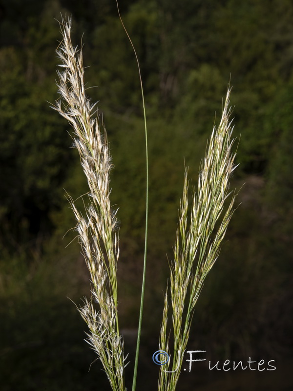 Achnatherum calamagrostis.04