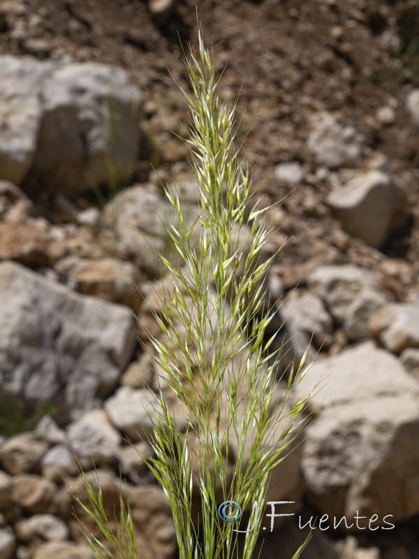 Achnatherum calamagrostis.05