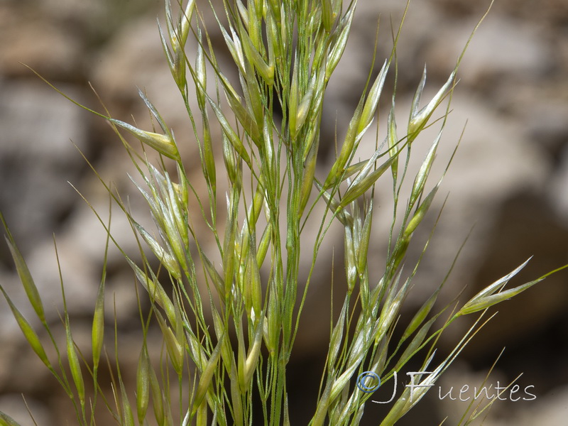 Achnatherum calamagrostis.06