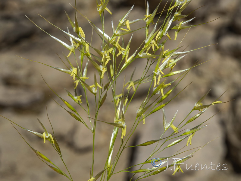 Achnatherum calamagrostis.07