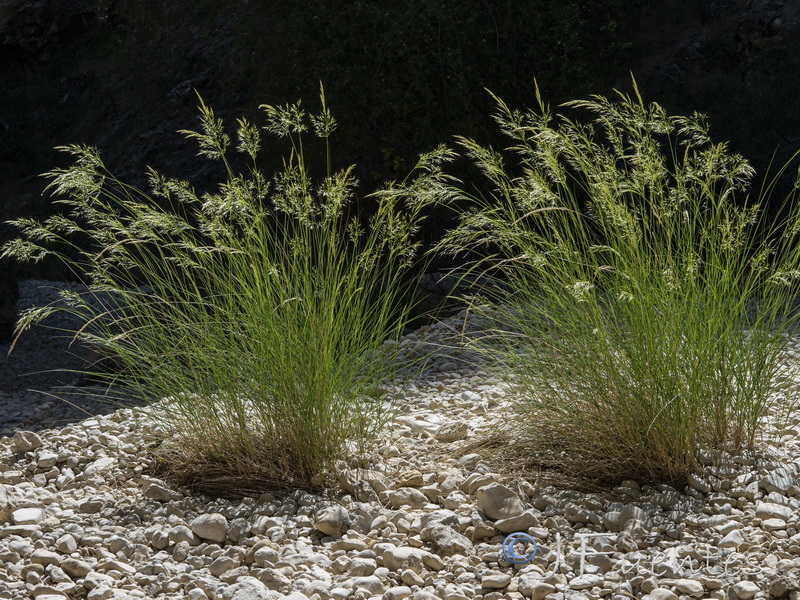 Achnatherum calamagrostis.02