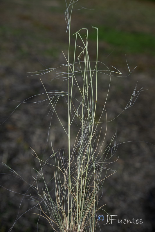 Achnatherum parviflorum.01