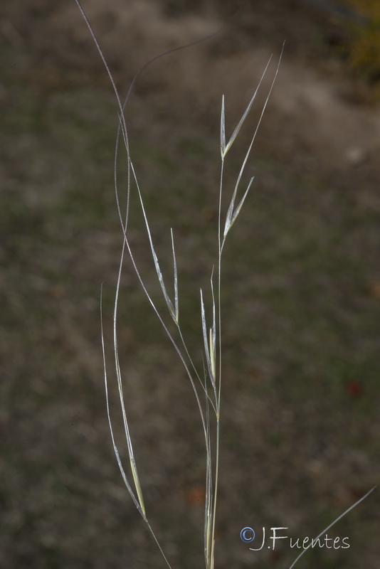 Achnatherum parviflorum.02