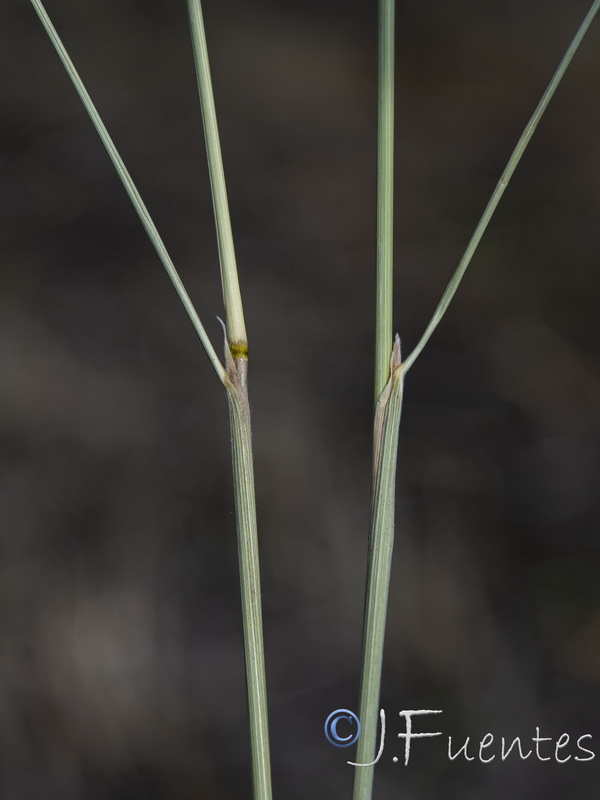 Achnatherum parviflorum.03