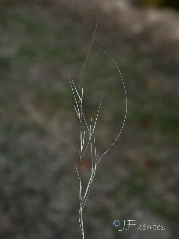 Achnatherum parviflorum.04