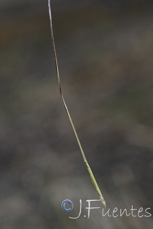 Achnatherum parviflorum.05