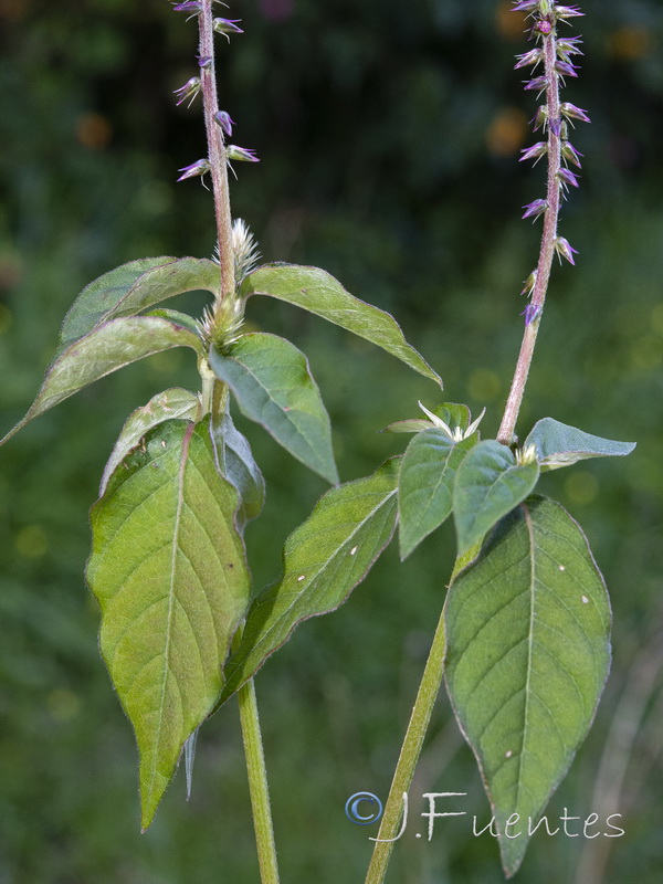 Achyranthes sicula.01