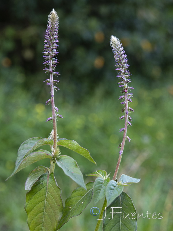 Achyranthes sicula.02