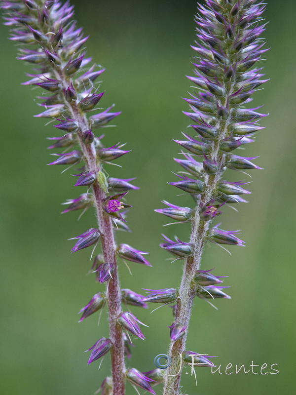 Achyranthes sicula.03