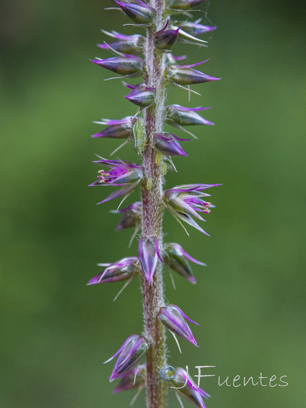 Achyranthes sicula.04