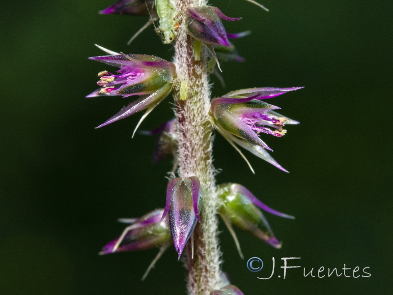 Achyranthes sicula.05