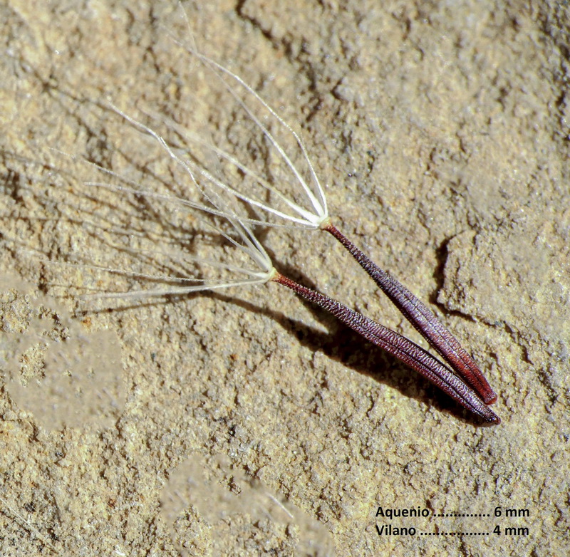 Achyrophorus rutea.31