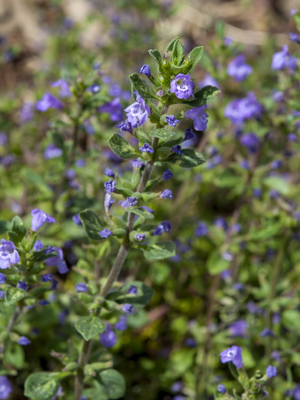 Acinos alpinus.01