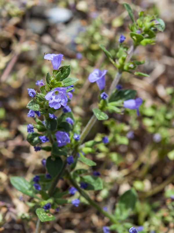 Acinos alpinus.02
