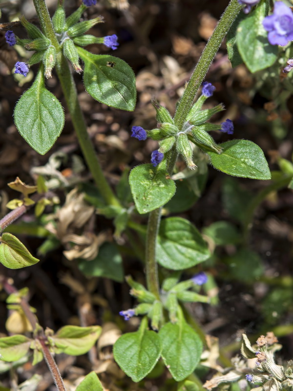 Acinos alpinus.04