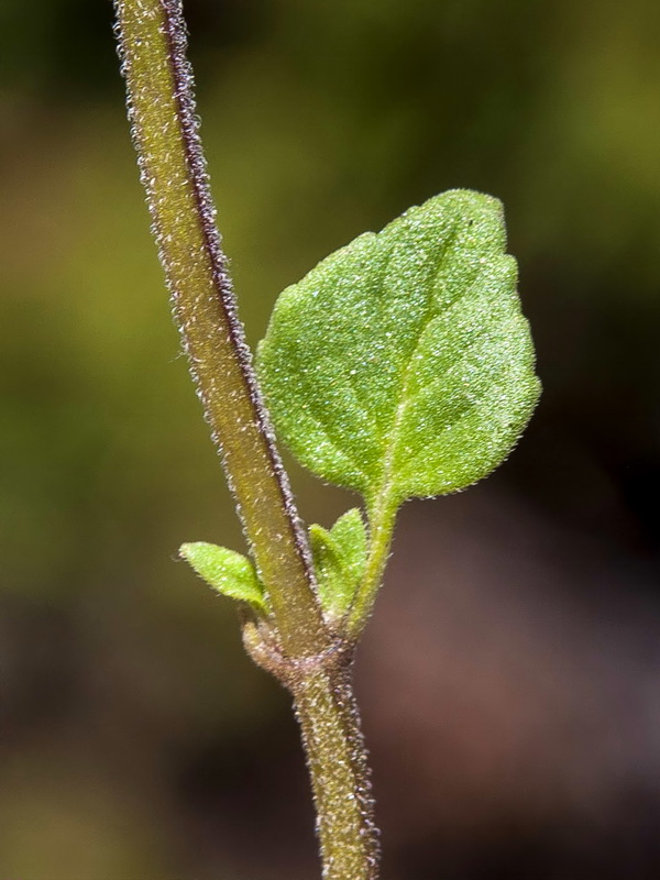 Acinos alpinus.06