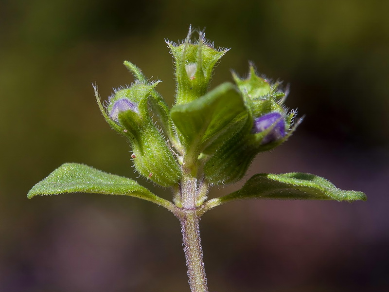 Acinos alpinus.07