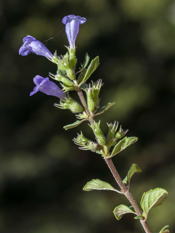 Acinos alpinus.09