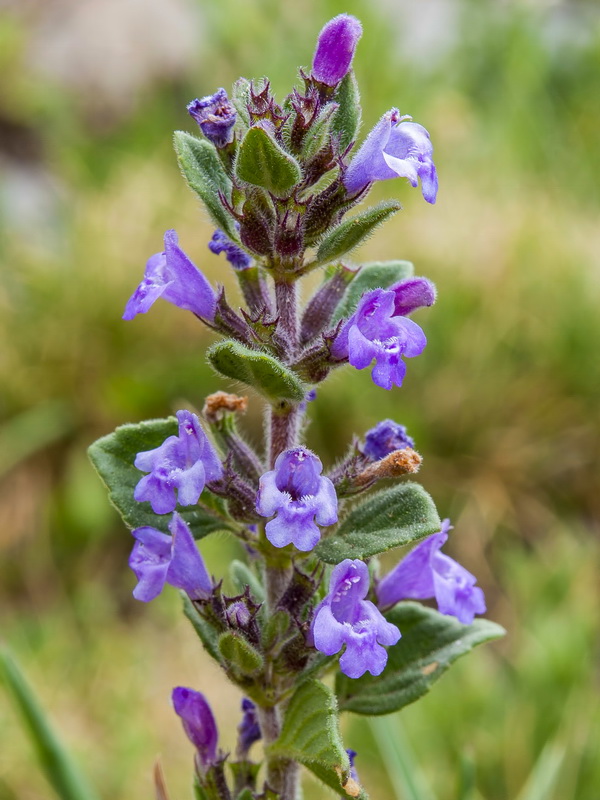 Acinos alpinus.12