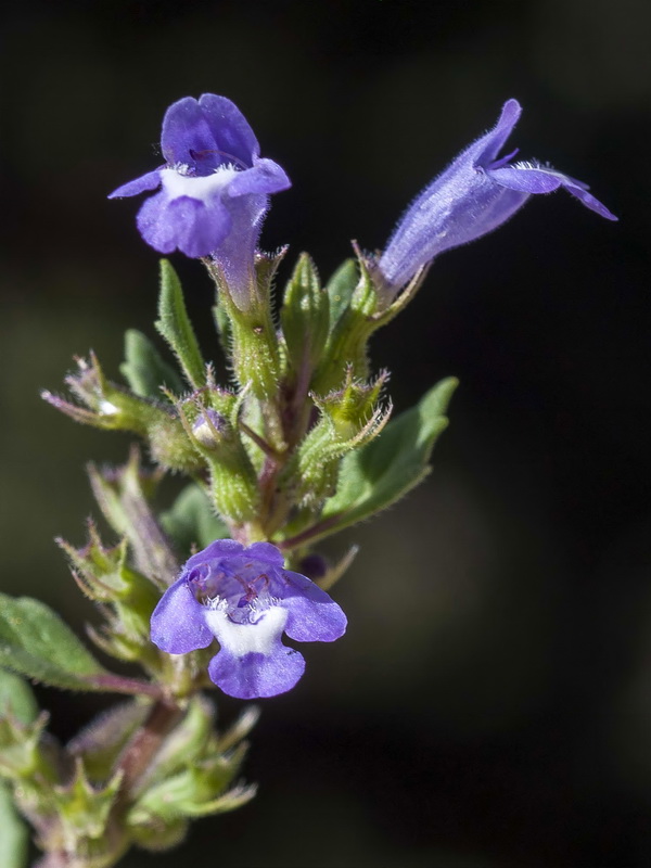 Acinos alpinus.17
