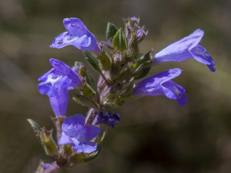 Acinos alpinus.18