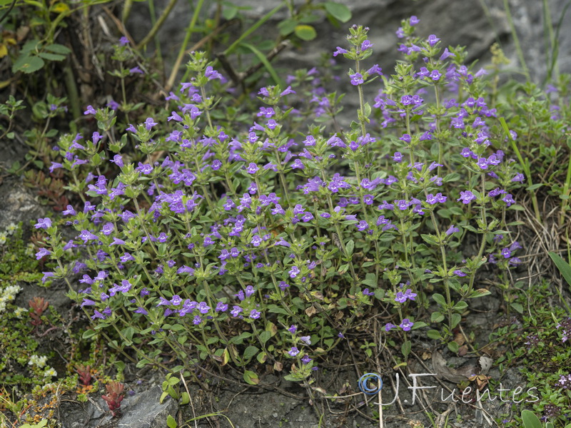 Acinos alpinus.19